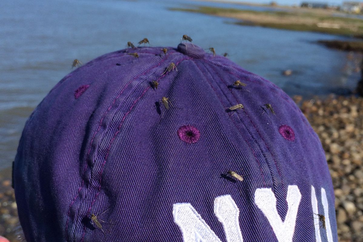 10D Yes There Are Plenty Of Mosquitoes In Summer In Tuktoyaktuk Northwest Territories